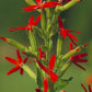 Silene regia - Royal Catchfly - 3" Pot