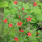 Silene virginica - Fire Pink - 3" Pot