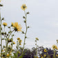 Silphium laciniatum - Compass Plant - 3" Pot