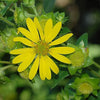 Silphium integrifolium - Rosinweed - 3" Pot