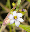 Sisyrinchium albidum - Common Blue-eyed Grass