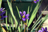 Sisyrinchium angustifolium - Stout Blue-Eyed Grass
