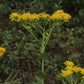 Oligoneuron rigidum - Stiff Goldenrod - 3" Pot