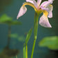 Iris virginica - Southern Blue Flag - 3" Pot