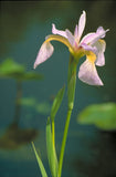 Iris virginica - Southern Blue Flag - 3" Pot