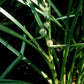 Sparganium americanum - American Bur Reed - 38 Plug Tray