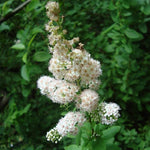 Spiraea alba - Meadowsweet - 3" Pot