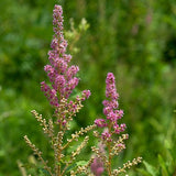 Spiraea tomentosa - Steeplebush - 3" Pot