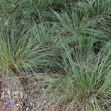 Sporobolus heterolepis - Prairie Dropseed - 3" Pot