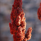 Rhus typhina - Staghorn Sumac - 1 Gallon Pot