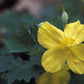 Stylophorum diphyllum - Celandine poppy - 38 Plug Tray