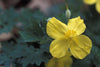 Stylophorum diphyllum - Celandine Poppy