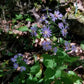 Symphyotrichum cordifolium - Heart Leaved Aster - 3" Pot