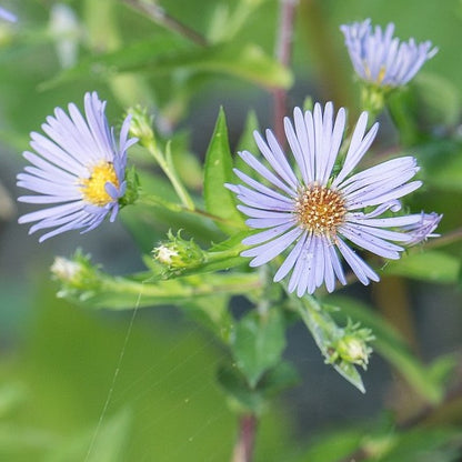 Symphyotrichum puniceum - Swamp Aster - 3" Pot