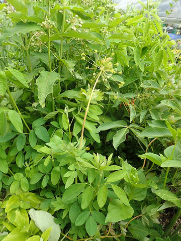 Taenidia integerrima - Yellow Pimpernel - 38 Plug Tray