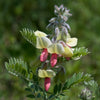 Tephrosia virginiana - Goat's Rue - 3" Pot