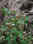 Thalictrum dioicum - Early Meadow Rue - 3" Pot