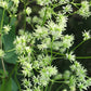 Thalictrum dasycarpum - Purple Meadow Rue - 3" Pot