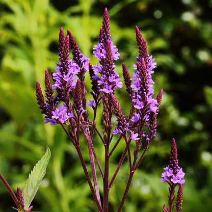 Verbena hastata - Blue Vervain - 3" Pot