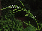 Verbena urticifolia - White Vervain - 3" Pot