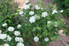 Viburnum dentatum - Arrowwood Viburnum - 1 Gallon Pot