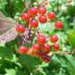 Viburnum trilobum - Highbush Cranberry - 38 Plug Tray