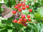 Viburnum trilobum - Highbush Cranberry - 38 Plug Tray