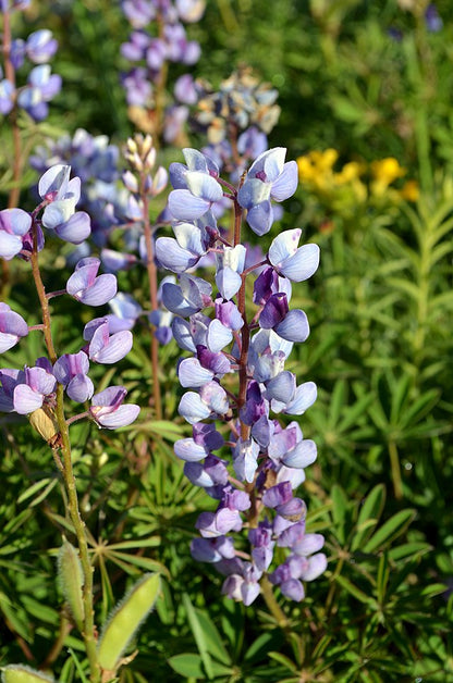Lupinus perennis - Wild Lupine