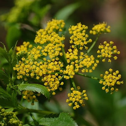 Zizia aurea - Golden Alexanders - 3" Pot