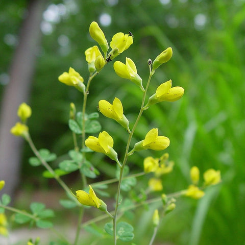 Baptisia tinctoria - Small Yellow Wild Indigo - 3" Pot