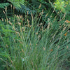 Carex bicknellii - Copper Shouldered Oval Sedge - 3" Pot