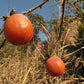 Diospyros virginiana - Common persimmon - 38 Plug Tray
