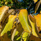Diospyros virginiana - Common persimmon - 38 Plug Tray