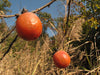Diospyros virginiana - Common persimmon