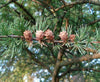 Larix laricina - Tamarack