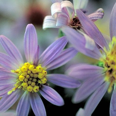 Symphyotrichum shortii - Shorts Aster - 3" Pot